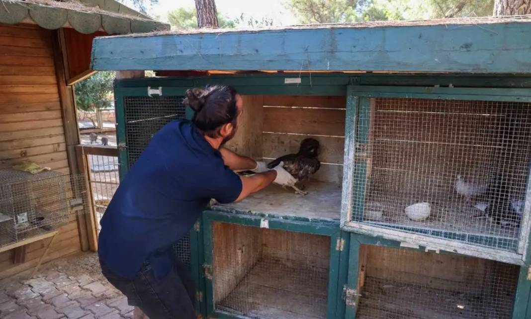 Antalya’da Nesli Tehlikedeki Yaralı Yılan Kartalı Doğaya Uğurlandı! 3